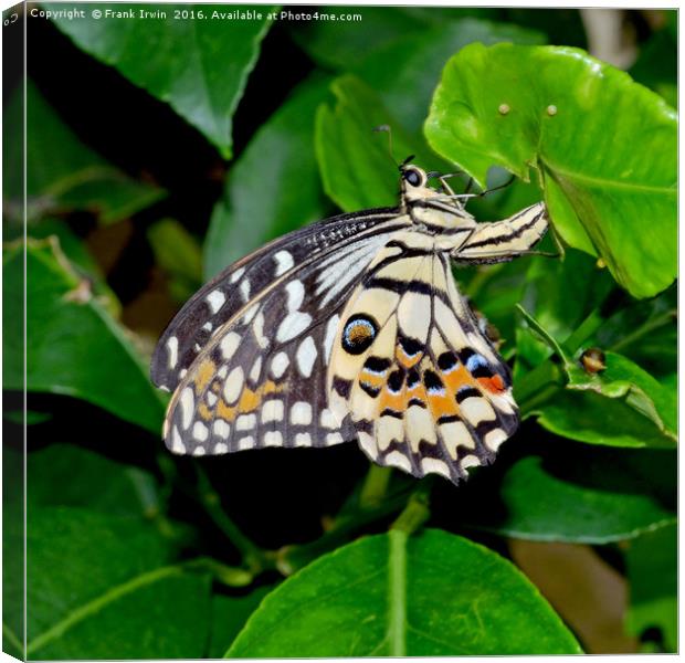 The Common Lime butterfly Canvas Print by Frank Irwin