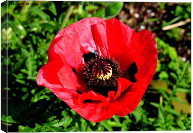 Red poppy, close up and in full bloom Canvas Print by Frank Irwin
