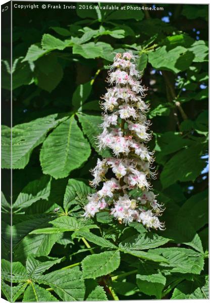 Flower of the Horse Chestnut tree Canvas Print by Frank Irwin