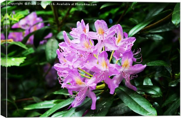 Beautiful Rhododendron Canvas Print by Frank Irwin