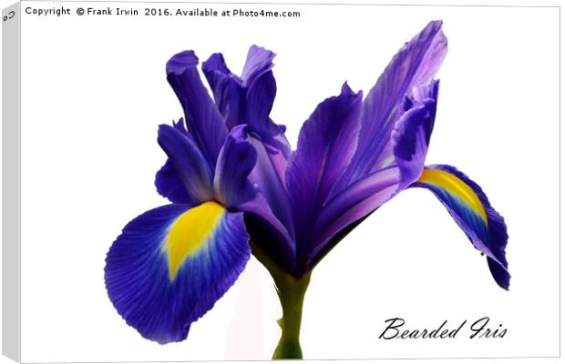 Beautiful Bearded Iris Canvas Print by Frank Irwin