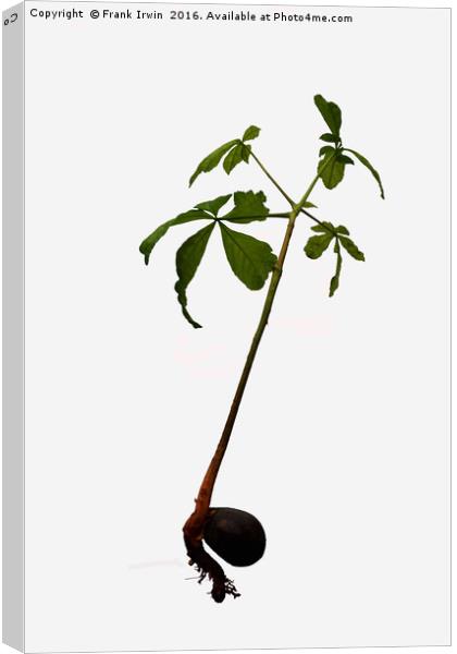 A "Conker" turning into a Horse Chestnut tree. Canvas Print by Frank Irwin