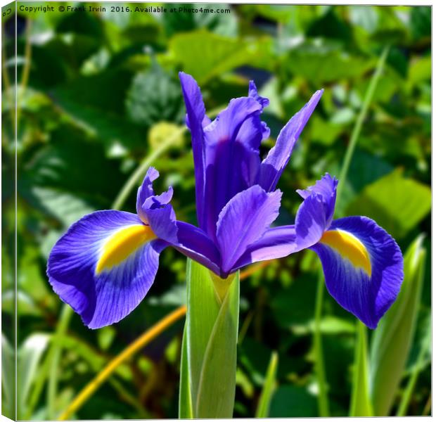 Beautiful Blue Spring Iris Canvas Print by Frank Irwin