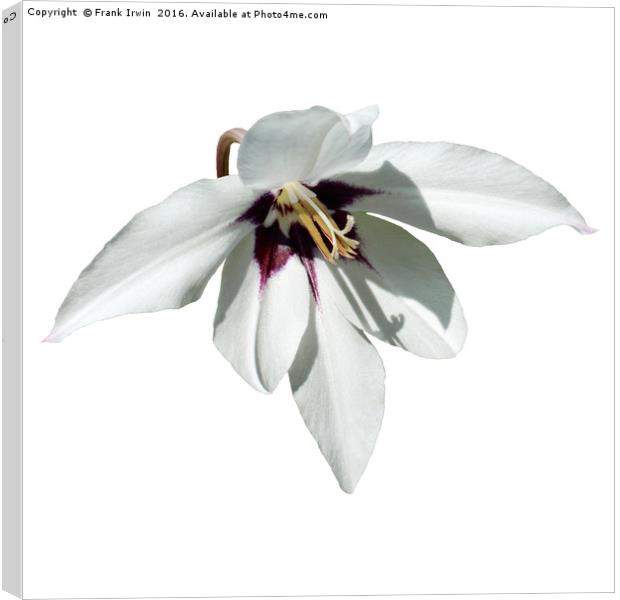 The beautiful White Peacock Orchid, Canvas Print by Frank Irwin