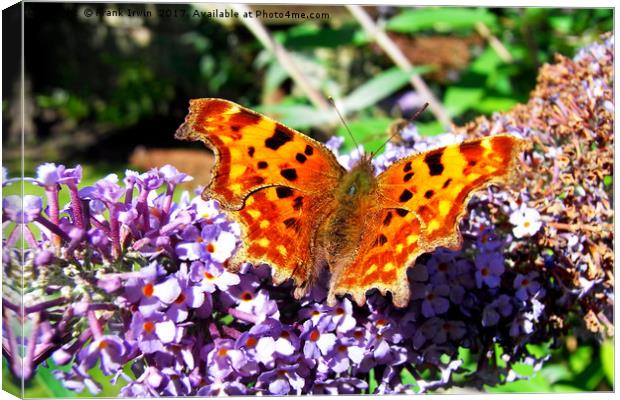 The Comma butterfly enjoying a feast Canvas Print by Frank Irwin