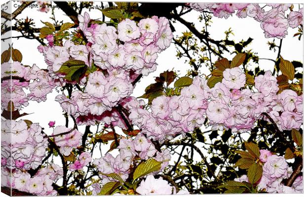 Cherry Blossom artistically portrayed Canvas Print by Frank Irwin