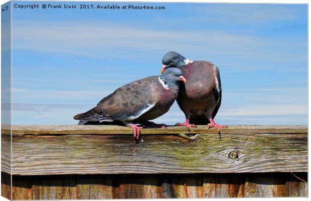 "Canoodling" woodpidgeons Canvas Print by Frank Irwin