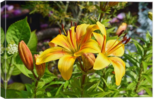 Two beautiful yellow Lilies Canvas Print by Frank Irwin