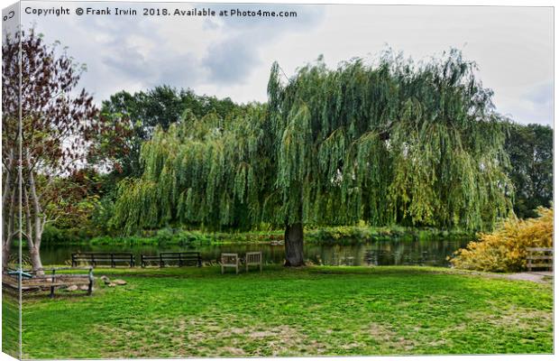 A massive Salix Babylonica by the River Trtent Canvas Print by Frank Irwin