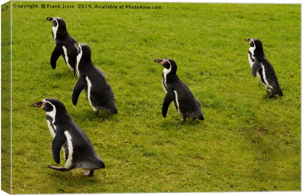 Humboldt penguins frolicking around Canvas Print by Frank Irwin