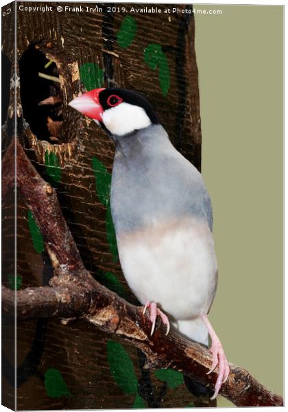 The Java sparrow (Lonchura oryzivora), Canvas Print by Frank Irwin