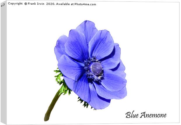 Blue Anemone with designation Canvas Print by Frank Irwin