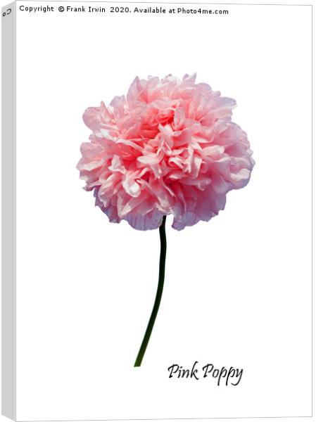 Beautiful Pink Poppy from the wild Canvas Print by Frank Irwin