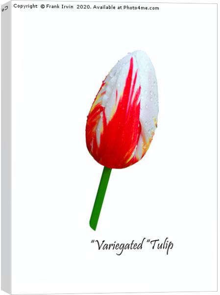 Beautiful Variegated Tulip Canvas Print by Frank Irwin