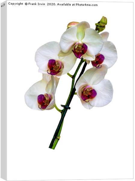 Beautiful White Phalaenopsis Orchid Canvas Print by Frank Irwin