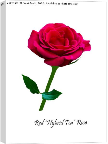 Beautiful Red Hybrid Tea Rose Canvas Print by Frank Irwin