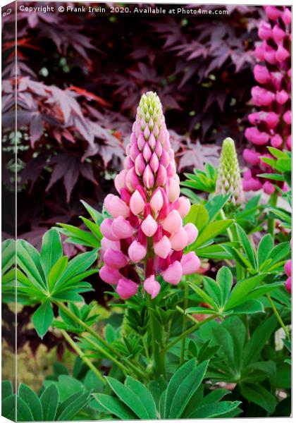 Frank IrwinPink and Red Lupin Canvas Print by Frank Irwin