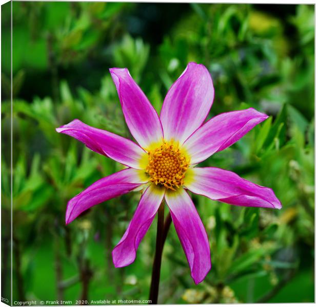 Star Dahlia Canvas Print by Frank Irwin