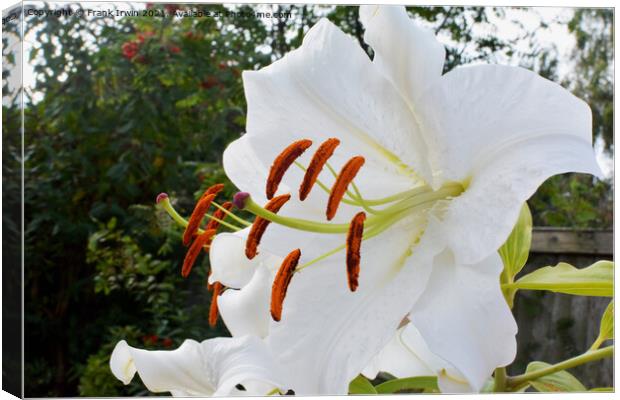 The Beautiful Casa Blanca Lily Canvas Print by Frank Irwin