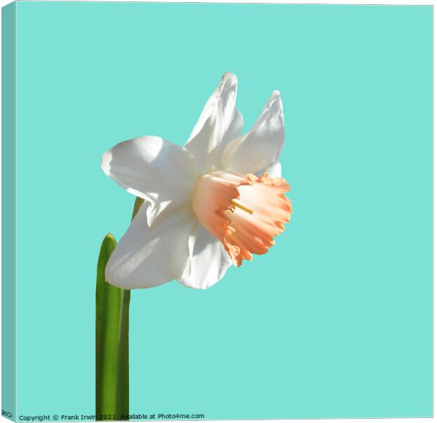 A beautiful multi-coloured Narcissus Canvas Print by Frank Irwin