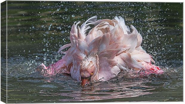 Bathing Flamingo Canvas Print by Roger Byng