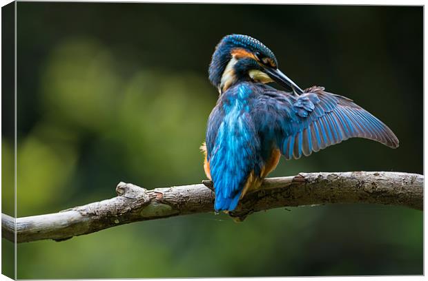 Kingfisher Preening Canvas Print by Roger Byng