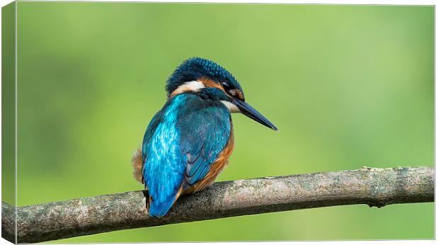 Kingfisher Watching Canvas Print by Roger Byng