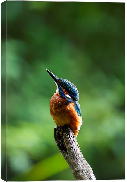 Kingfisher Looking Skyward Canvas Print by Roger Byng