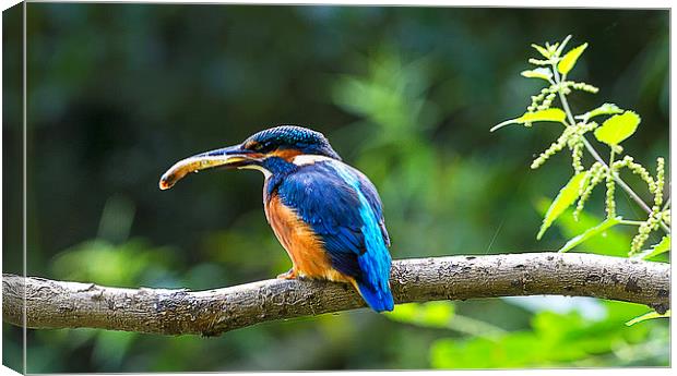 Kingfisher With Minnow Canvas Print by Roger Byng