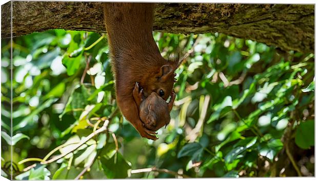 Red Squirrel and Baby Canvas Print by Roger Byng