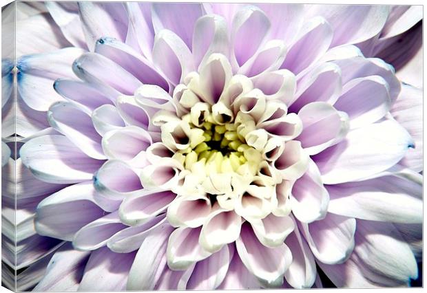 purple chrysanthemym Canvas Print by Ali Dyer