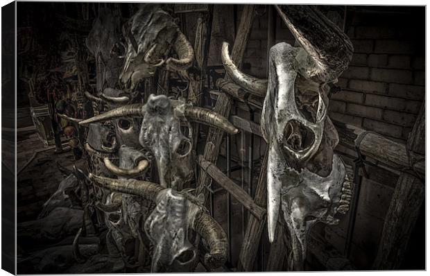 Cattle skulls on display in store, Santa Fe Canvas Print by Gareth Burge Photography
