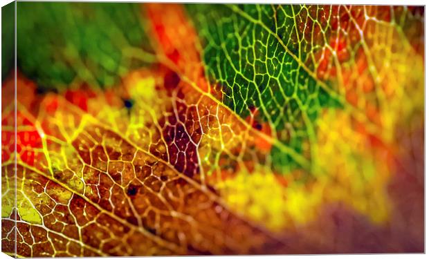 Autumn Rainbow Canvas Print by Gareth Burge Photography