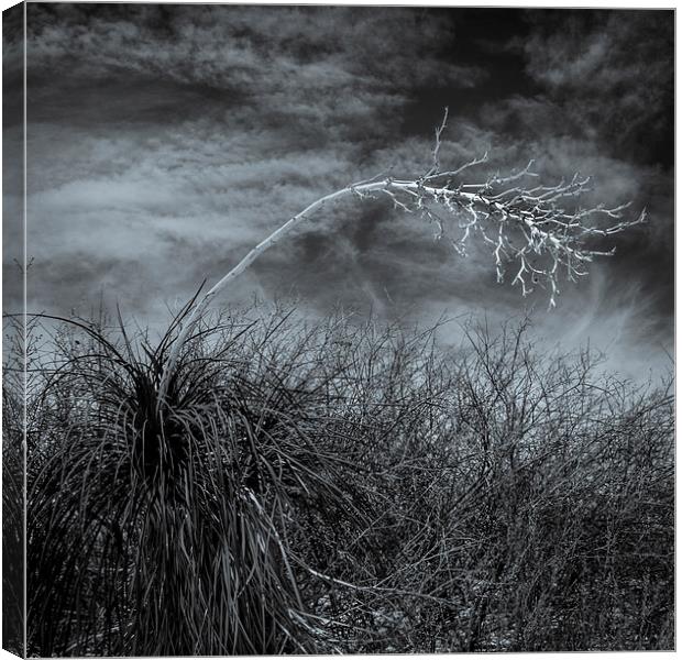 Yucca #1, White Sands Canvas Print by Gareth Burge Photography