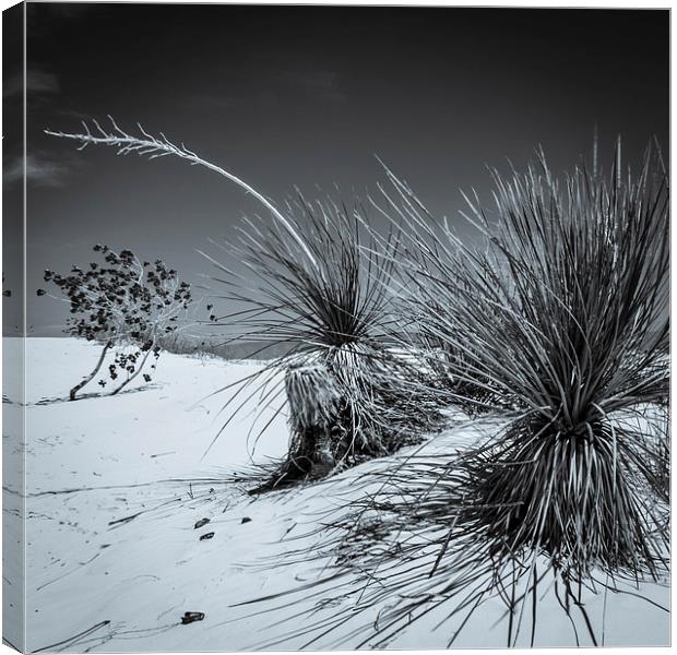 Yucca #3, White Sands Canvas Print by Gareth Burge Photography