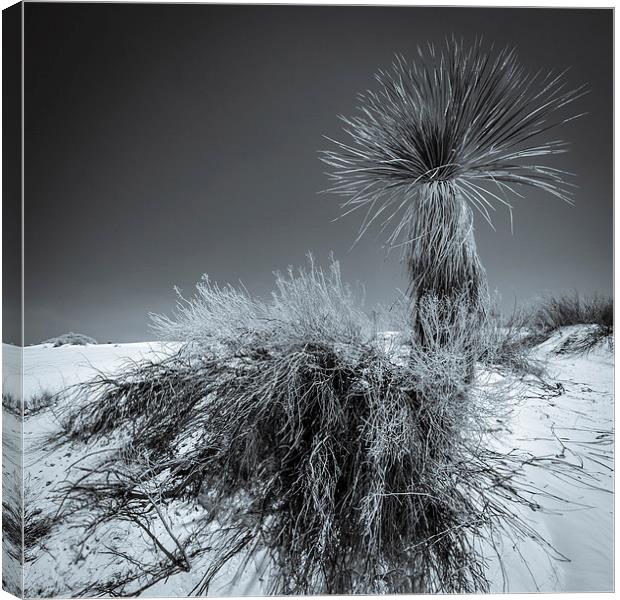 Yucca #4, White Sands Canvas Print by Gareth Burge Photography