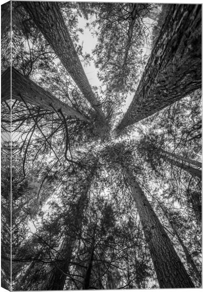 A Convergence of Trees Canvas Print by Gareth Burge Photography