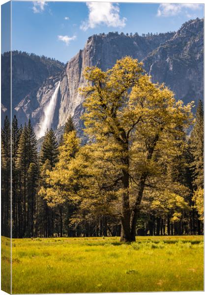Backlit tree with Yosemite Falls Canvas Print by Gareth Burge Photography