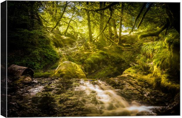 Sunlit Woodland Glade Canvas Print by Gareth Burge Photography