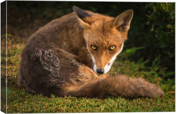 Fox Stare 1 Canvas Print by Gareth Burge Photography