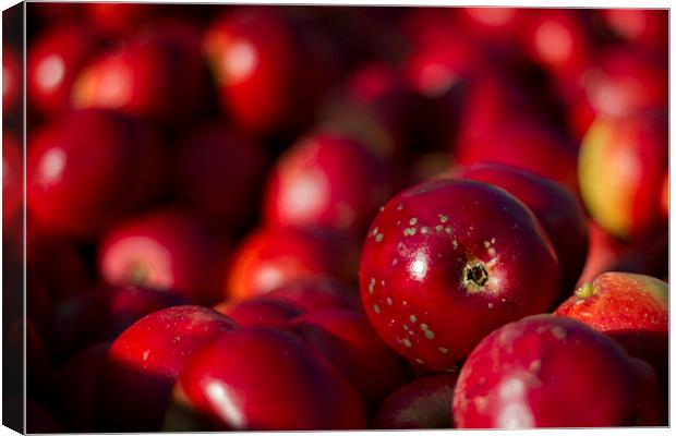 Red Apples in Close-Up Canvas Print by Sue Dudley