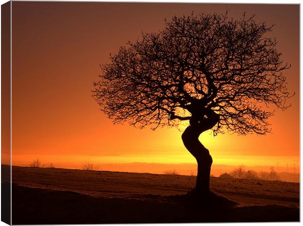 Twisted oak sunset silhouette Canvas Print by Sue Dudley