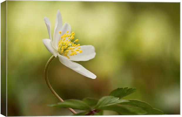 Wood Anemone Canvas Print by Sue Dudley