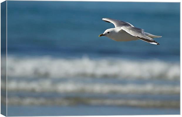 Summer Seagull Canvas Print by Sue Dudley