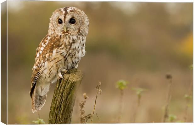 Tawny Owl Study Canvas Print by Sue Dudley