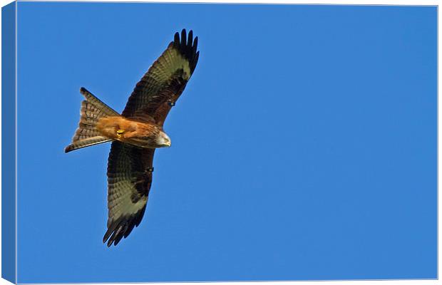 Soaring Red Kite Canvas Print by Sue Dudley