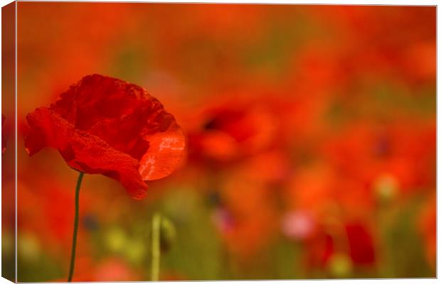 Red Poppy Study Canvas Print by Sue Dudley