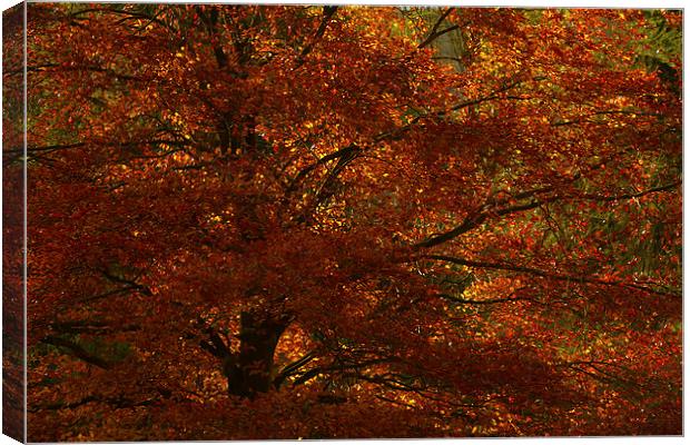 Autumn Tree Canvas Print by Sue Dudley