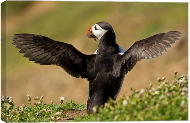 Puffin Posing with Sandeels Canvas Print by Sue Dudley