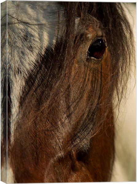 A Spanish Mare Canvas Print by Sue Dudley